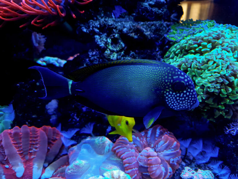 Awesome Fish Spotlight: Freckle Face Tang | Reef Builders | The Reef ...