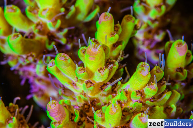 Grafted Pikachu Acropora anthocercis is a rare sight | Reef Builders ...