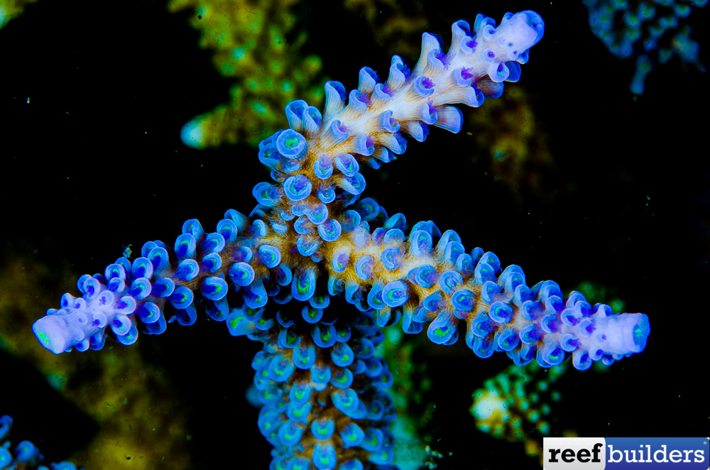 Do blue LEDs narrow our reefkeeping choice?, Reef Builders