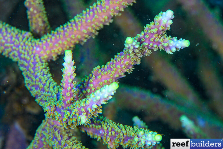 Acropora horrida has so much aquarium potential | Reef Builders | The ...