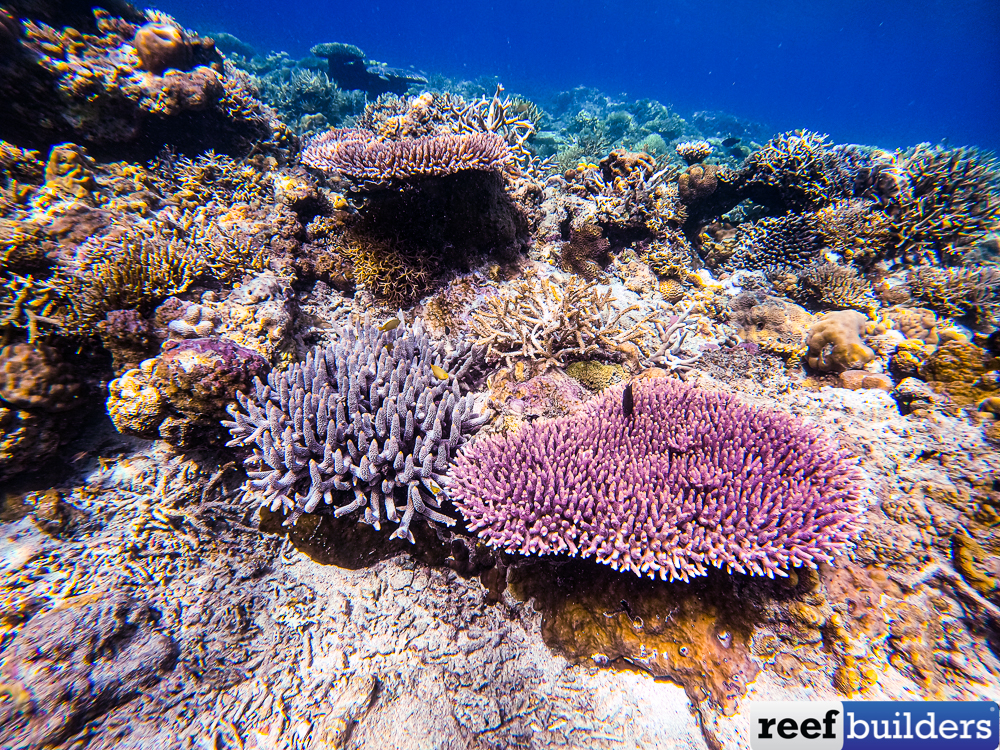 Millies and Spaths found hand in hand in Indonesia! | Reef Builders ...