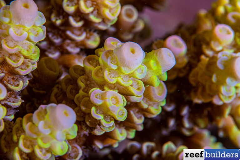 Acropora Tenuis Is Both The Easiest And The Hardest At The Same Time ...