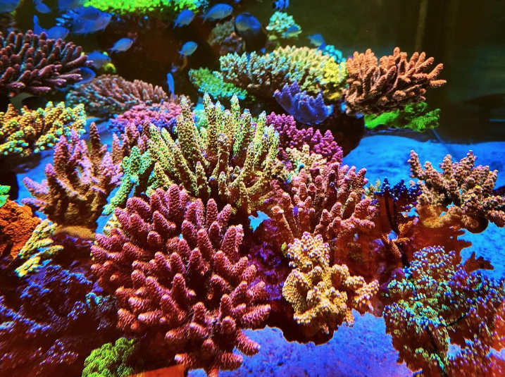 Instagram’s Ancolie Coral is our favorite #reefbuilders tank right now ...