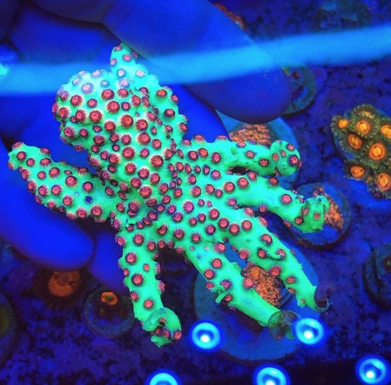 Cyphastrea is the ultimate ornament encruster | Reef Builders | The Reef and Saltwater Aquarium Blog