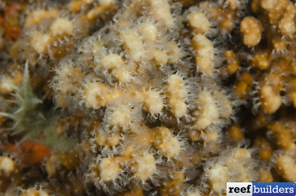 Heliopora are Not-So-Soft, Soft Corals | Reef Builders | The Reef and ...