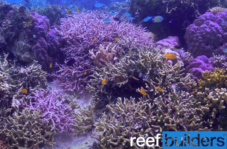 10 of our Favorite Acropora Colonies at Top Shelf Aquatics [Video], Reef  Builders