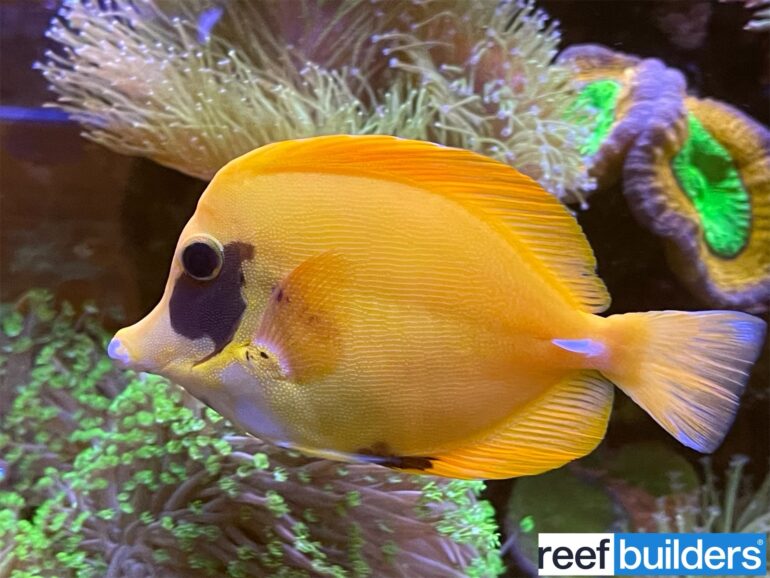Make AAC part of your saltwater fish store Grand Tour Reef Builders