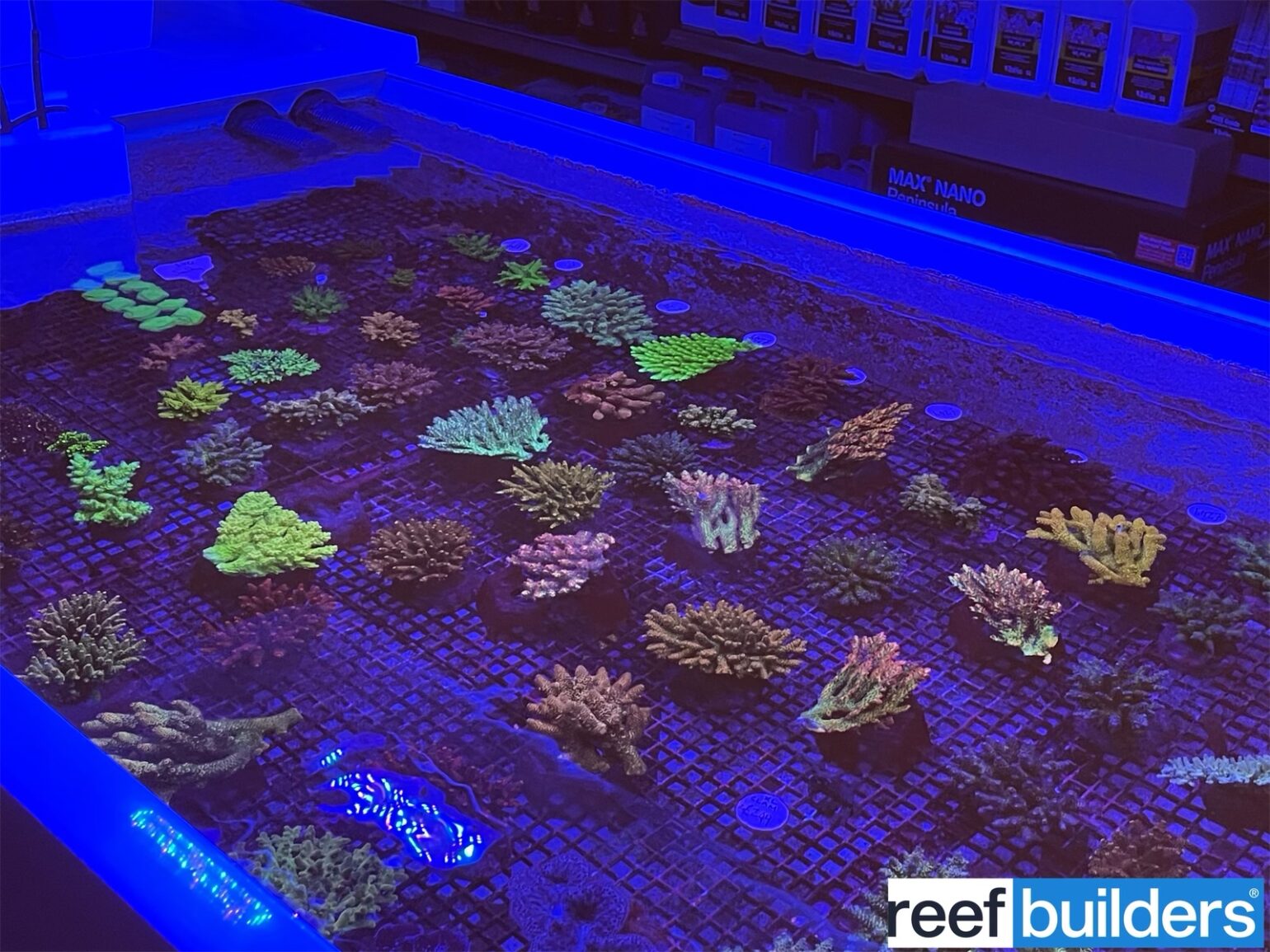 Make AAC part of your saltwater fish store Grand Tour Reef Builders The Reef and Saltwater