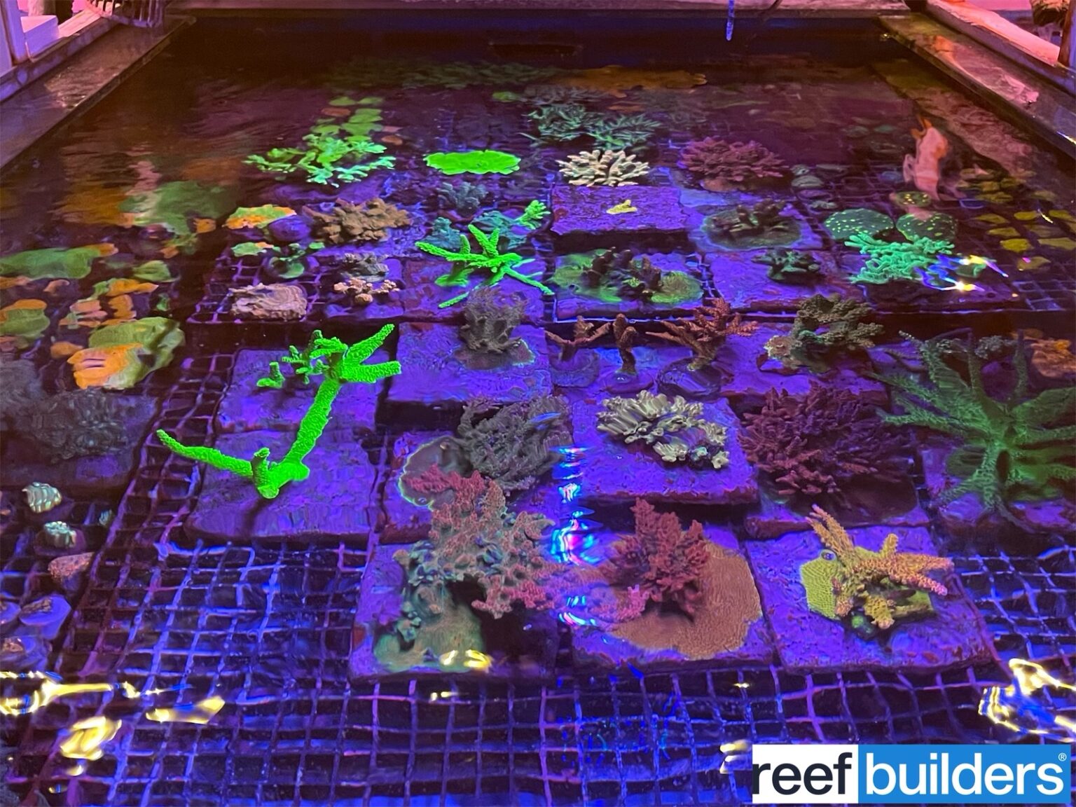 Make AAC part of your saltwater fish store Grand Tour Reef Builders