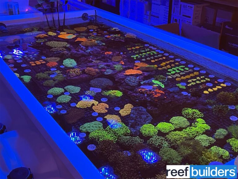 Make AAC part of your saltwater fish store Grand Tour Reef Builders