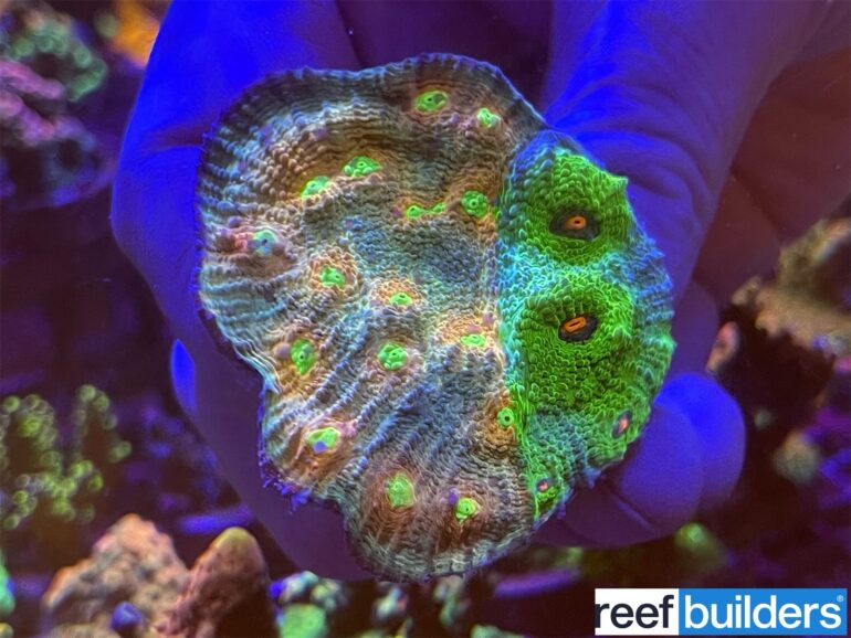 Make AAC part of your saltwater fish store Grand Tour Reef Builders The Reef and Saltwater