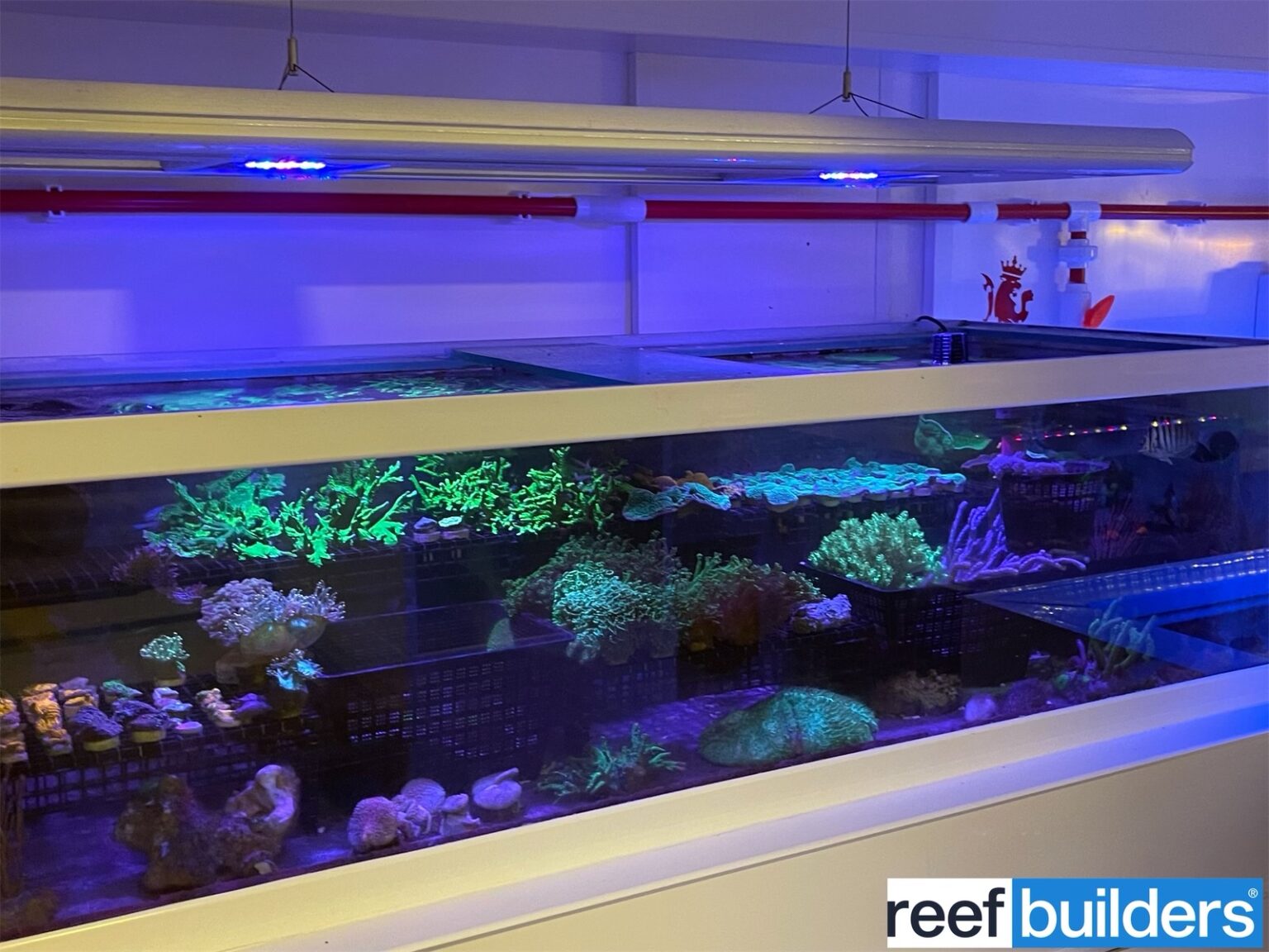 Make AAC part of your saltwater fish store Grand Tour Reef Builders The Reef and Saltwater