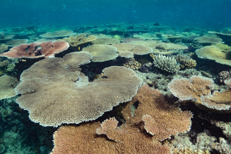 Study finds Table Corals are fast to grow but first to go | Reef ...