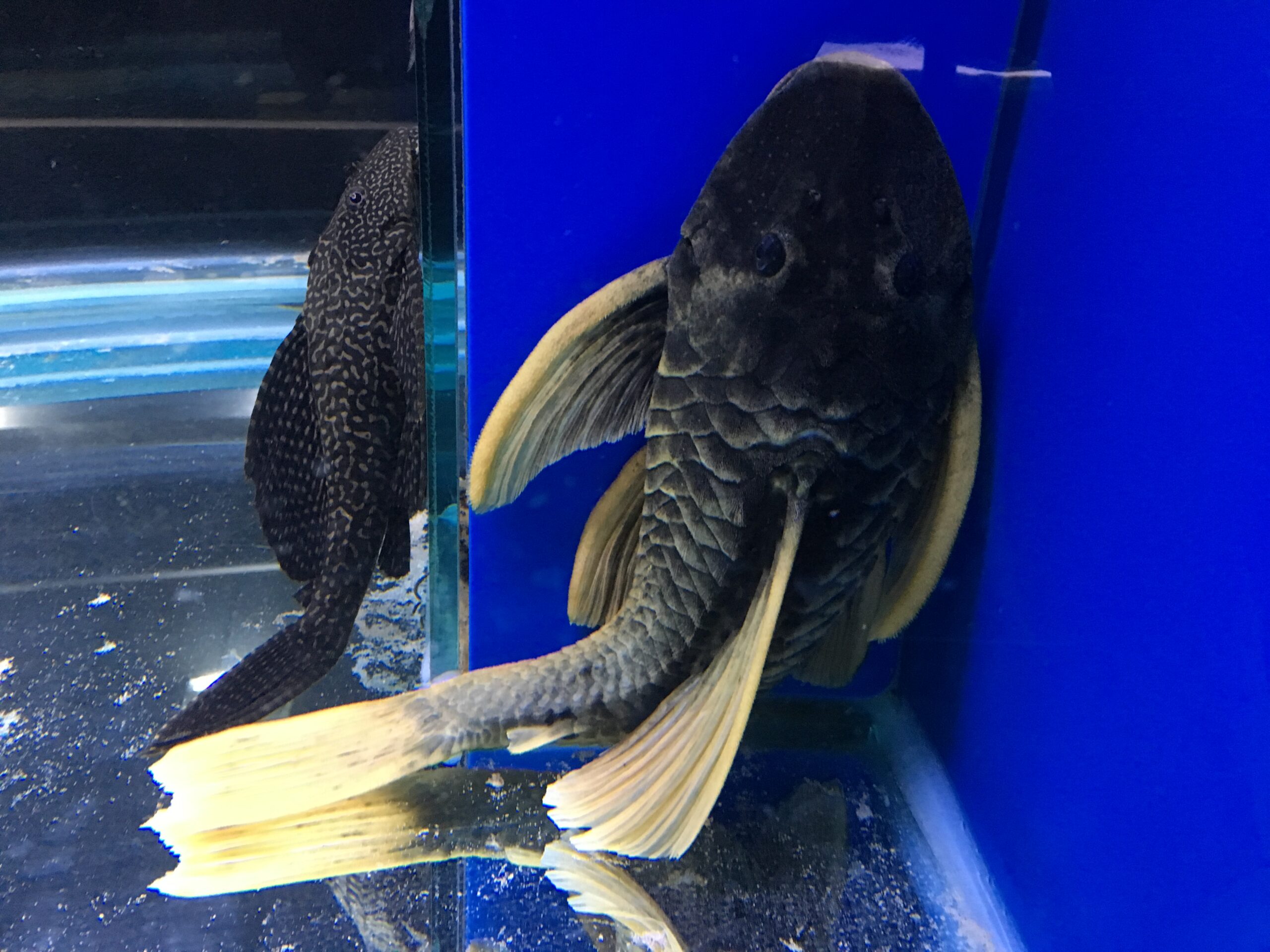 Aquarium shop clearance near me prices