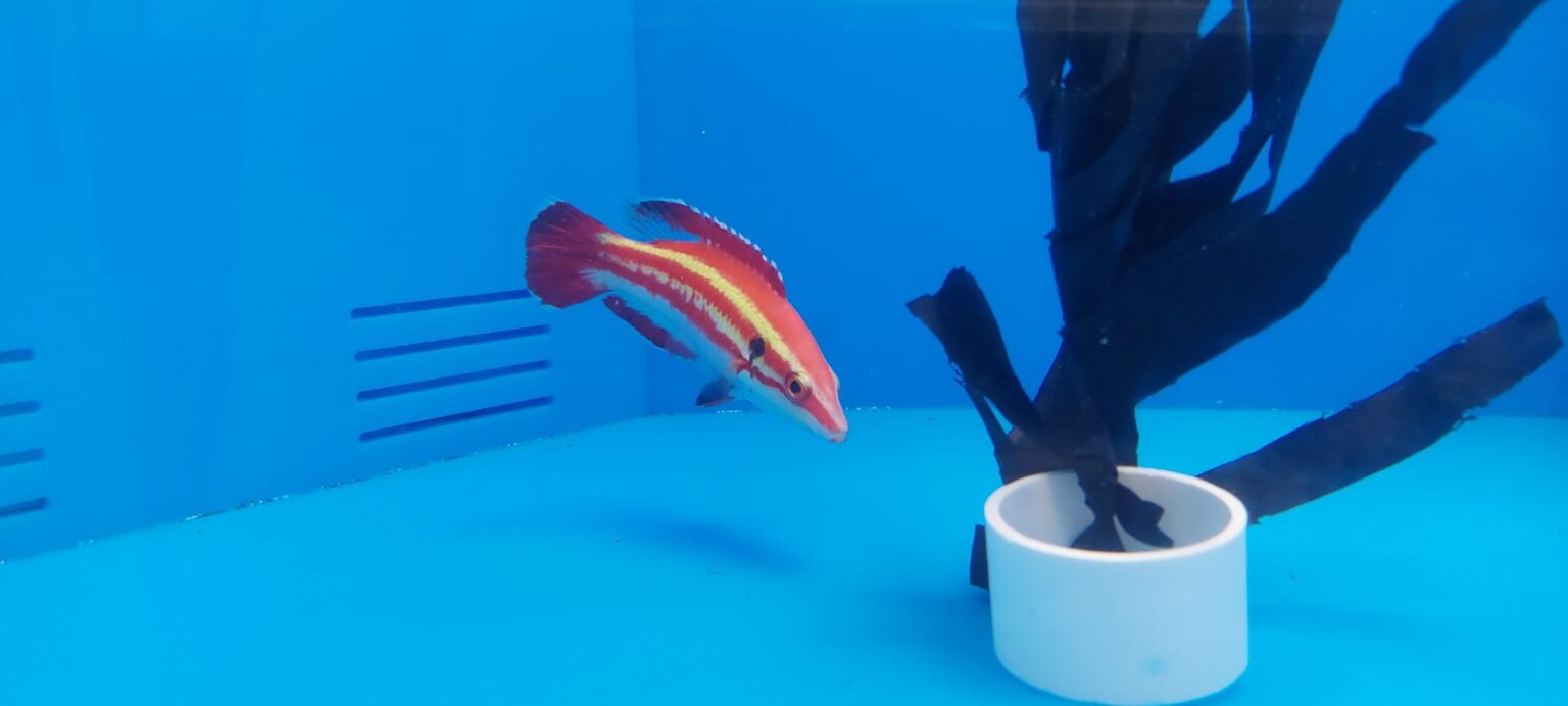 Bodianus masudai is our favorite Hogfish available right now Reef