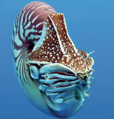 Three new Nautilus species described | Reef Builders | The Reef and ...