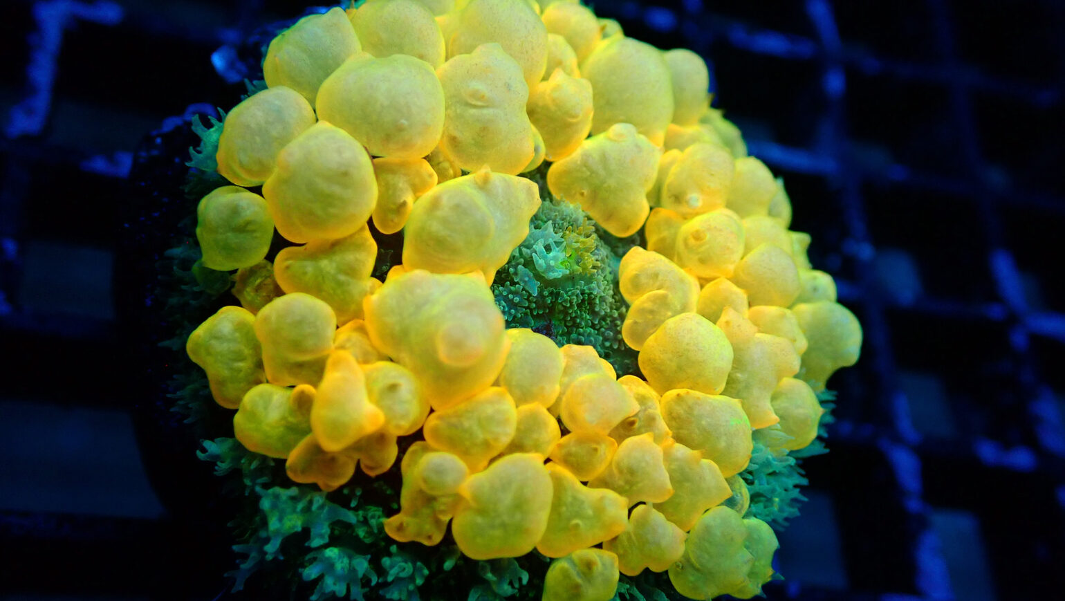 UCA’s latest Bounce Mushroom comes loaded with extra Wow Factor Reef