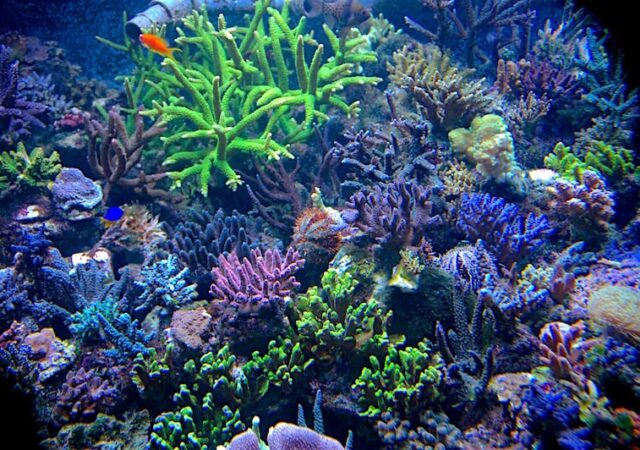 Tag: Michael Paletta | Reef Builders | The Reef and Saltwater Aquarium Blog