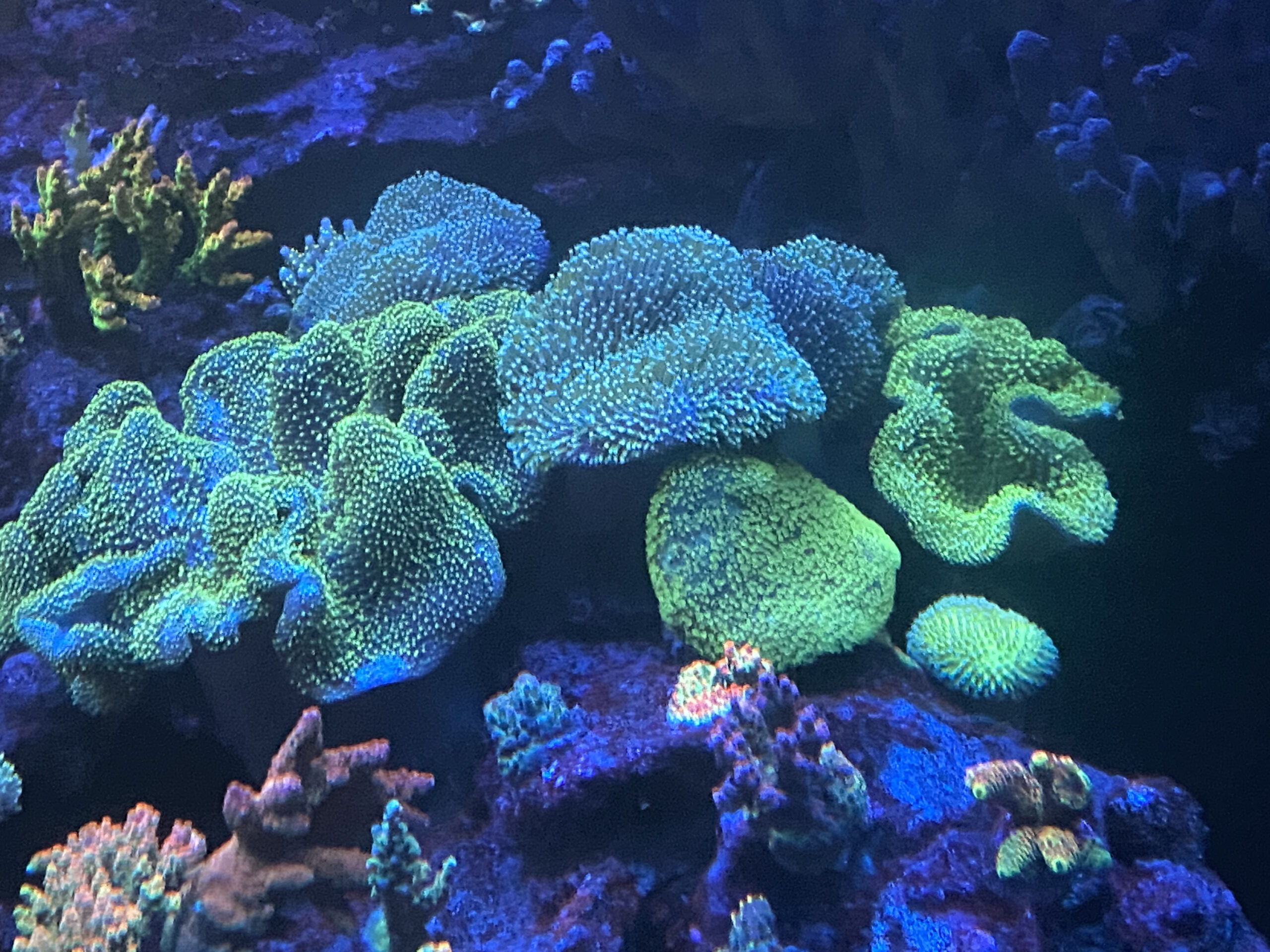 My Mini-Reef Past, Present, and Future | Reef Builders | The Reef and ...