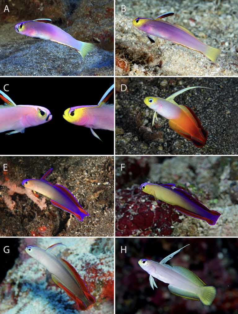 Meet Nemateleotris lavandula, the Lavenderblushed Dartfish Reef