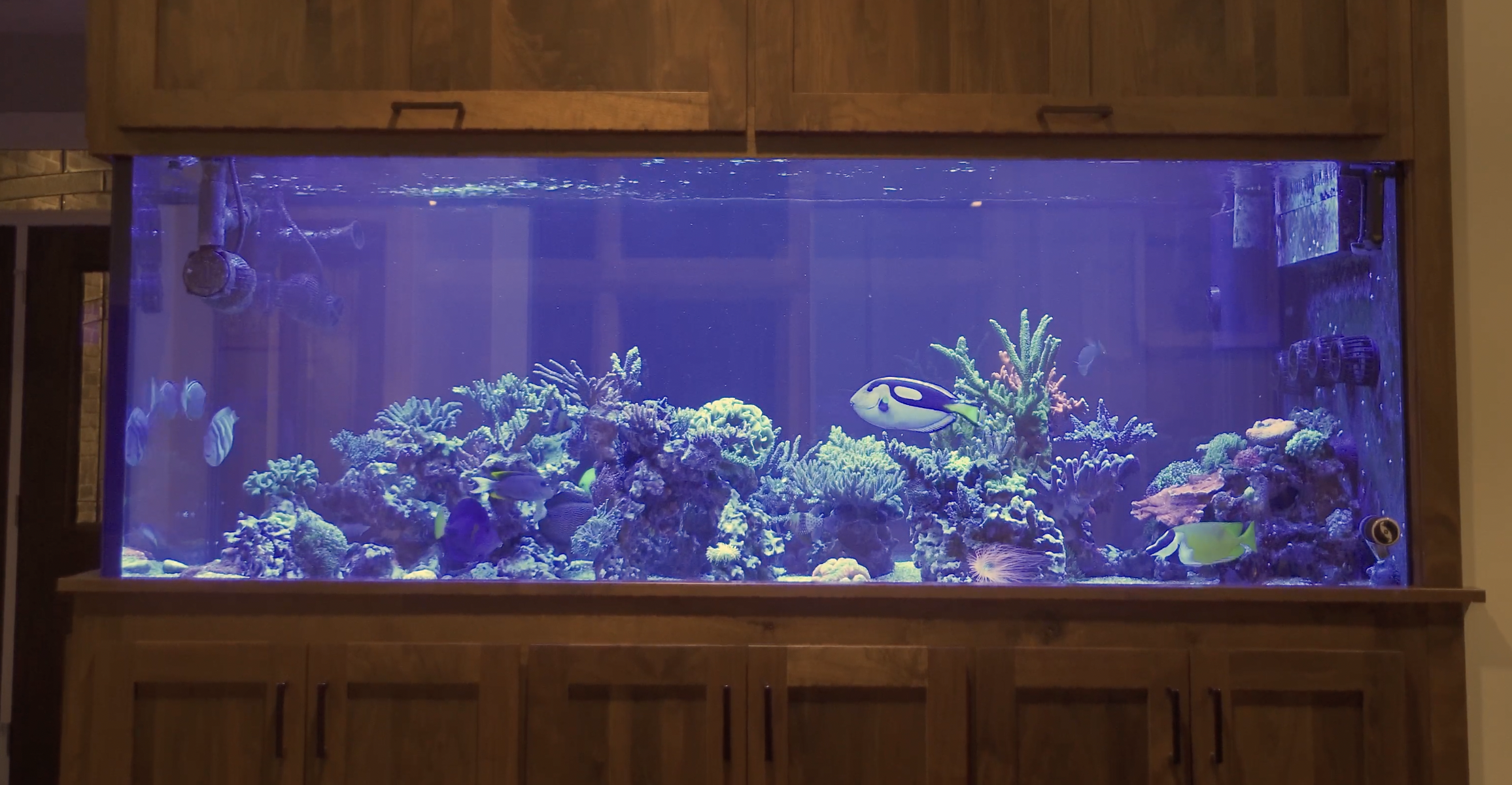 Doug's Perfectly Designed Fish Room & Stunning Custom Reef Tank