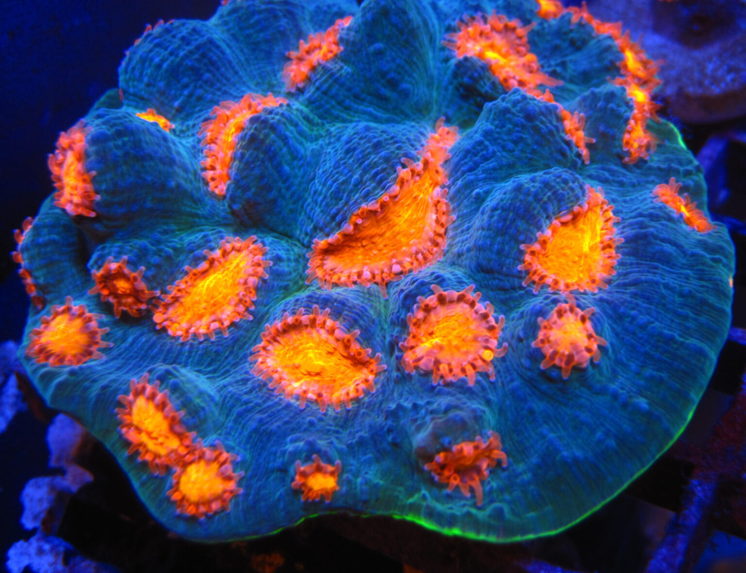 Understanding lighting Reef Builders The Reef and Saltwater