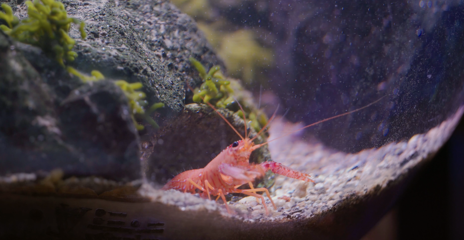 Inland Reef’s Lobster Bowl is a Fun Nano Tank Project Reef Builders