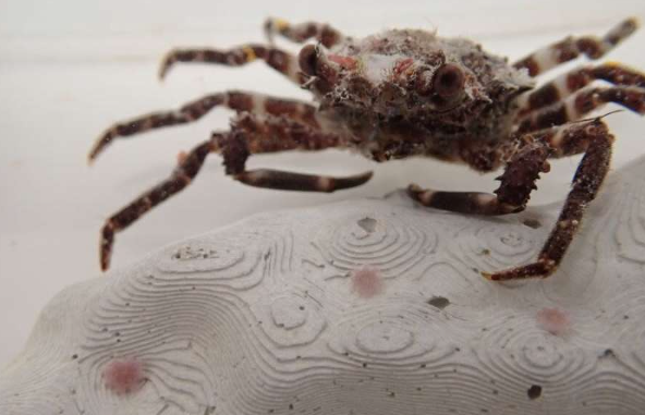 Decorator Crabs Make High Fashion at Low Tide | Deep Look - YouTube