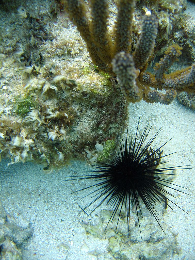 Sea urchin - Wikipedia