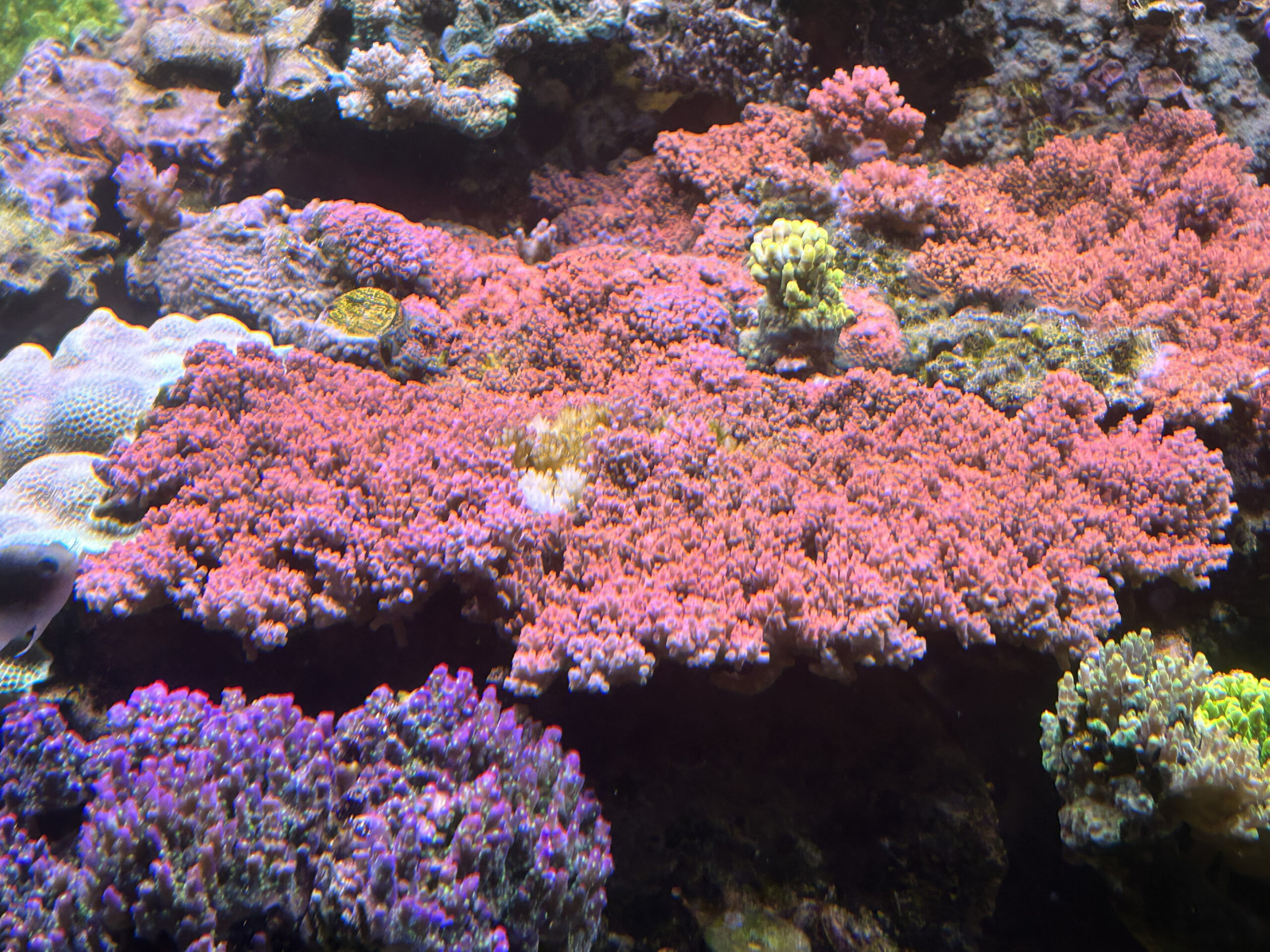 reefbuilders.com