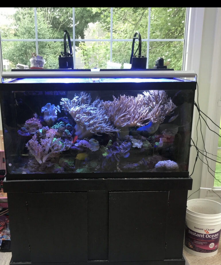 Visual Reference: Improving Carbon Dioxide And Ph Management Reef Builders