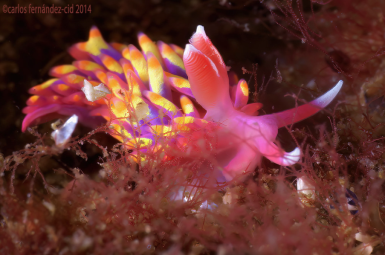 Rainbow Sea Slug Found In British Rock Pool Reef Builders The Reef 