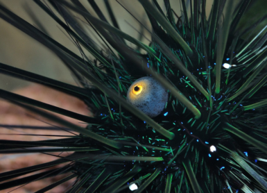 Mass Urchin Die-off Threatens Reefs in the Red Sea | Reef Builders