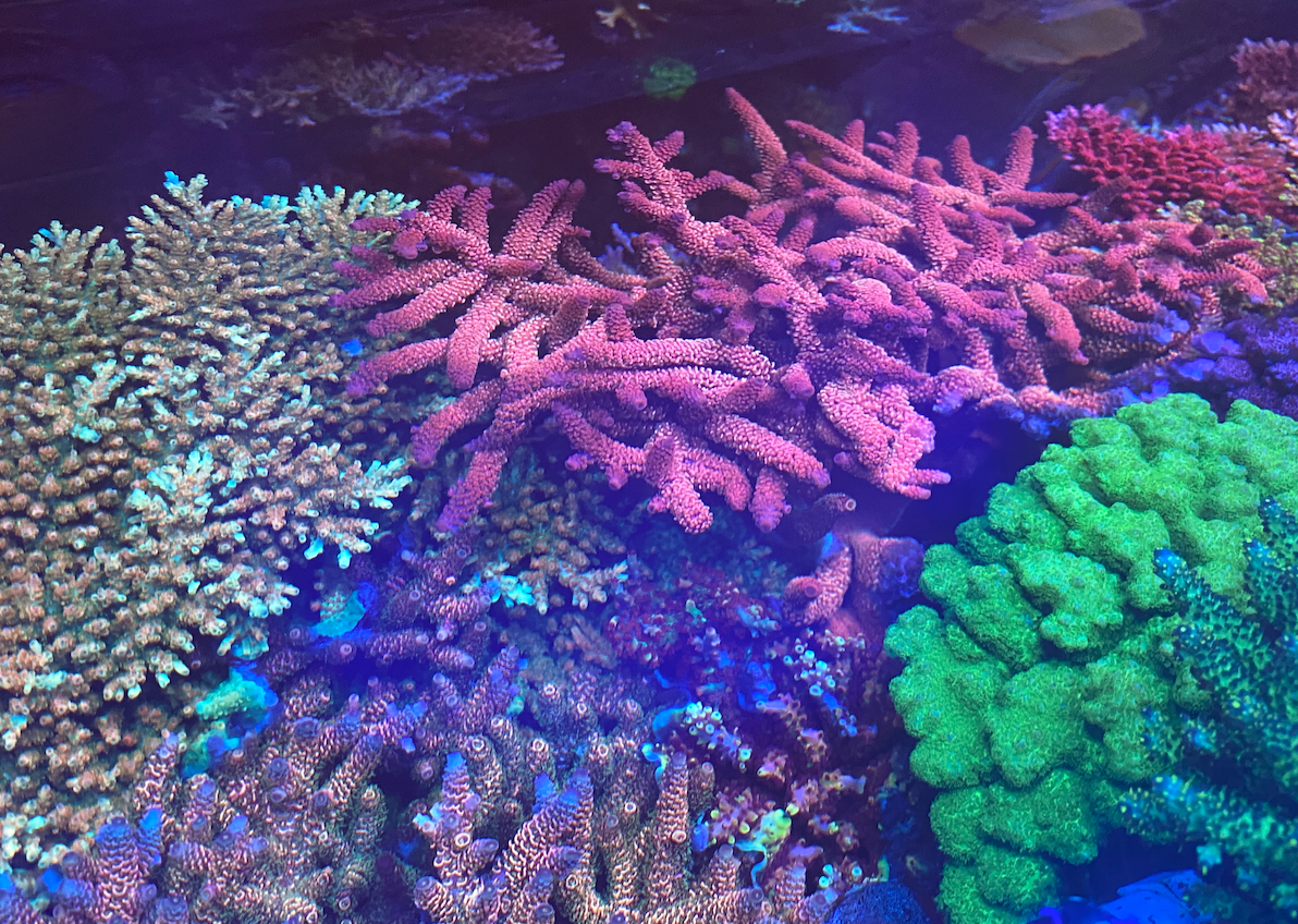 reefbuilders.com