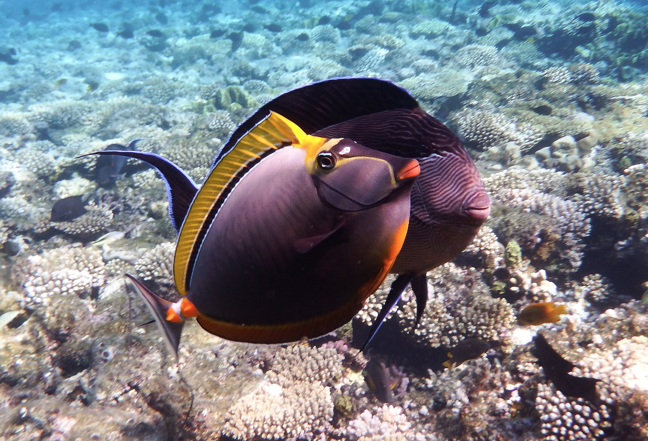 Naso / Lipstick Tang XL, Naso lituratus at Kraken Corals