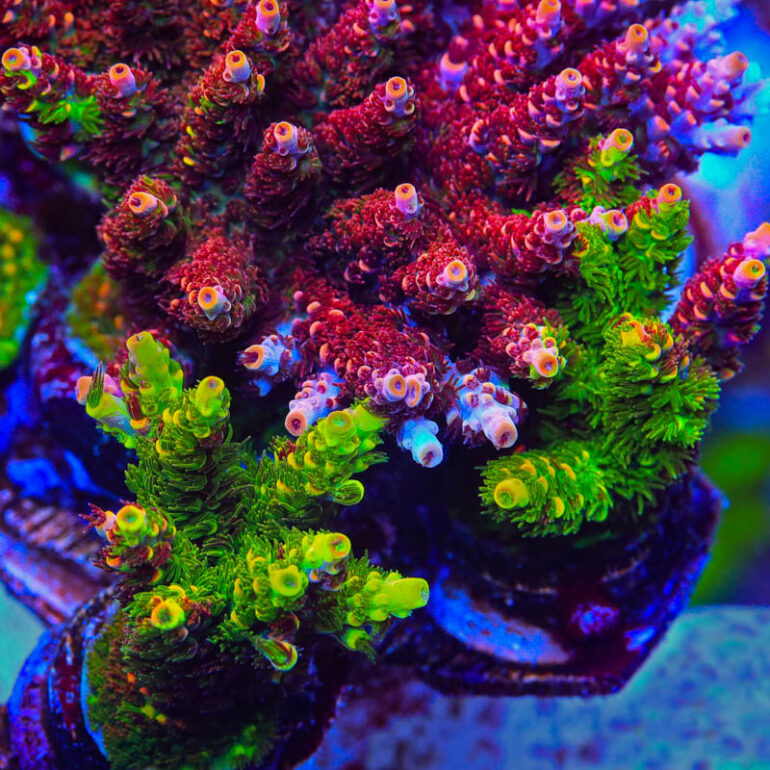 We just can’t get enough of the TSA Fruity Splice Acropora | Reef ...