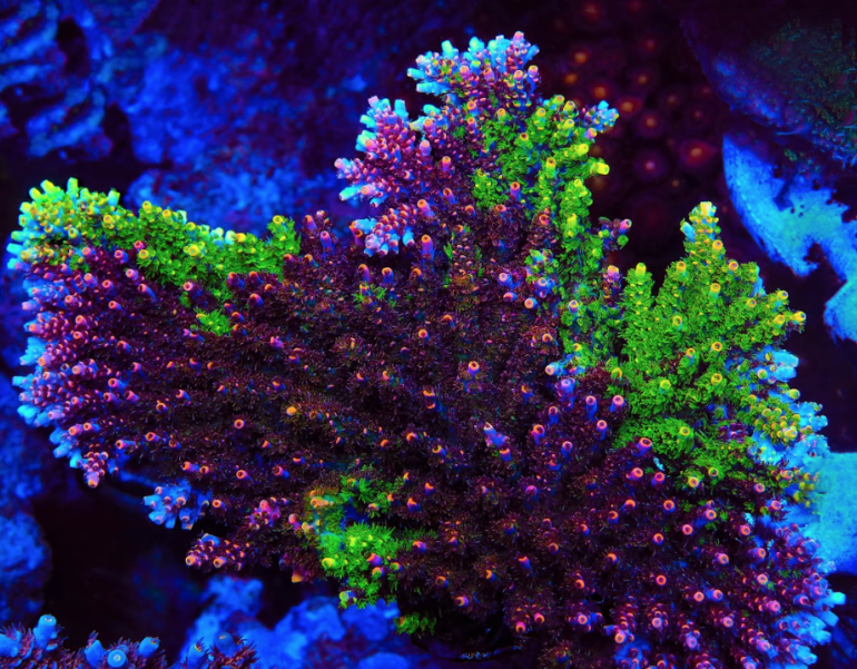 We Just Can’t Get Enough Of The Tsa Fruity Splice Acropora 