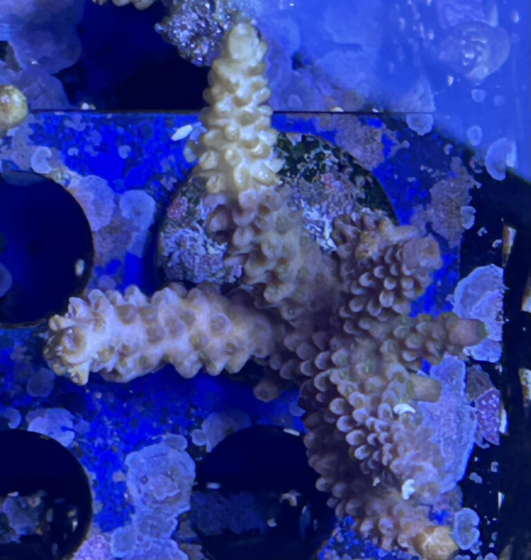 Old and New Reef Tank Pests | Reef Builders | The Reef and Saltwater ...