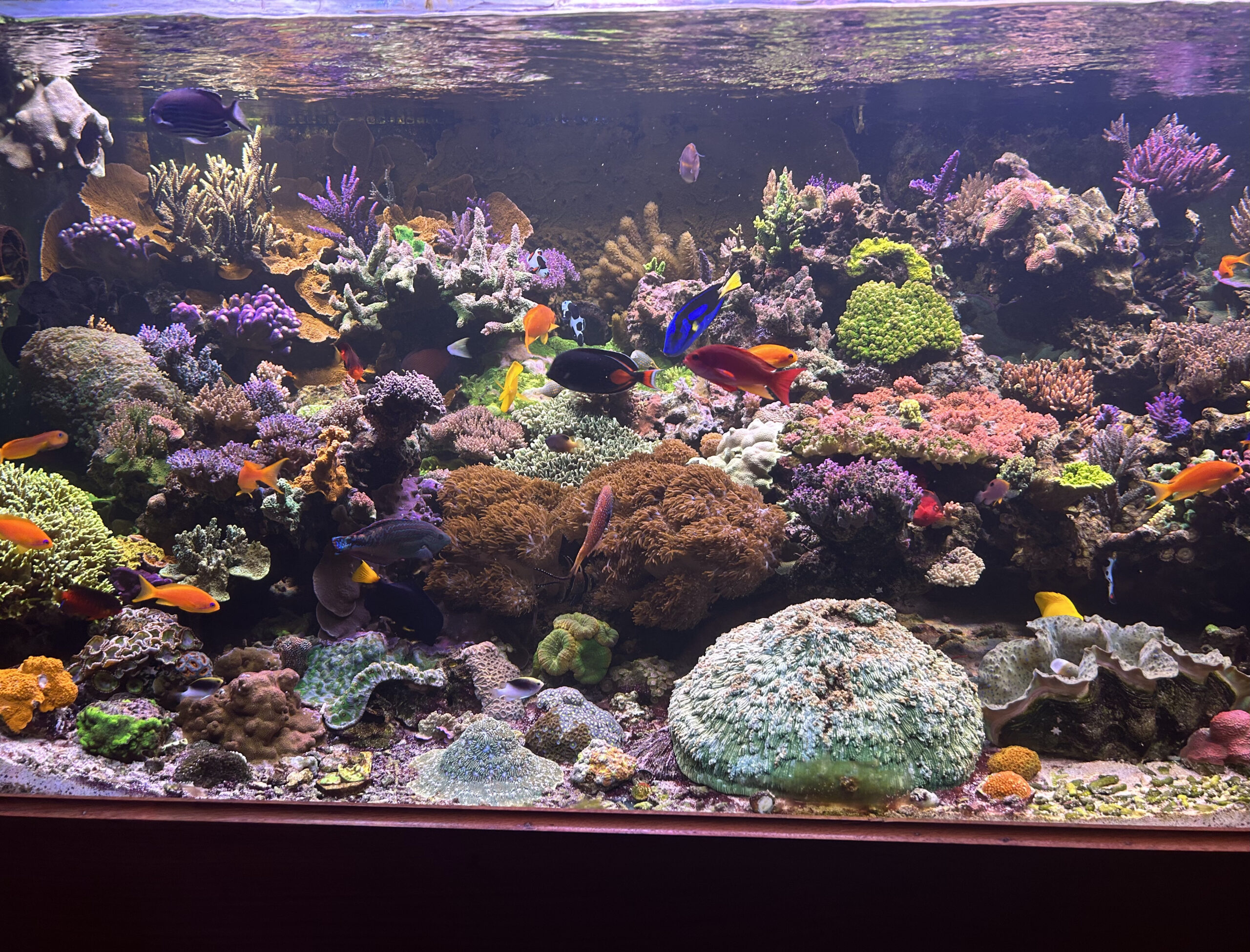 Reef aquarium best sale