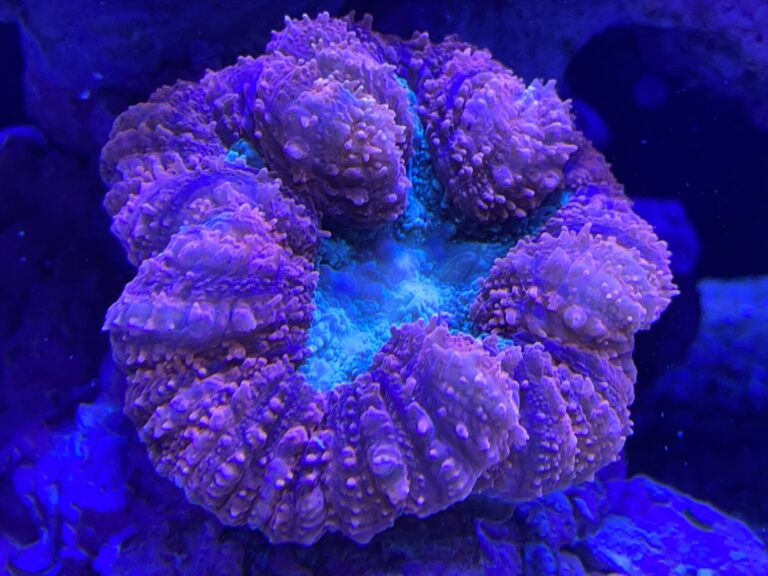 Lobophyllia robusta is the easiest “Symphyllia” available | Reef ...