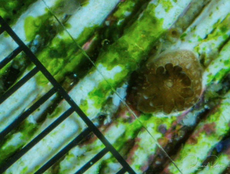 TOMLOV DM602 is the Perfect AllAround Microscope for Reefkeeping Reef Builders The Reef and