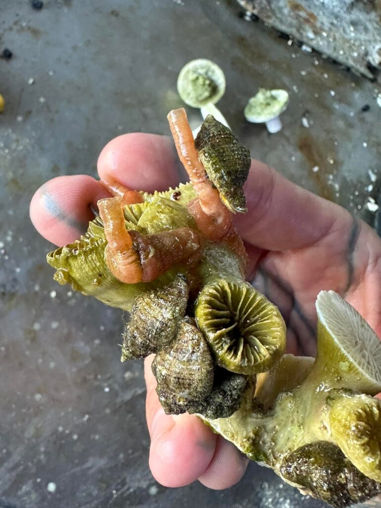 Pollia fumosus a new form of natural Vermetid Snail control? Reef