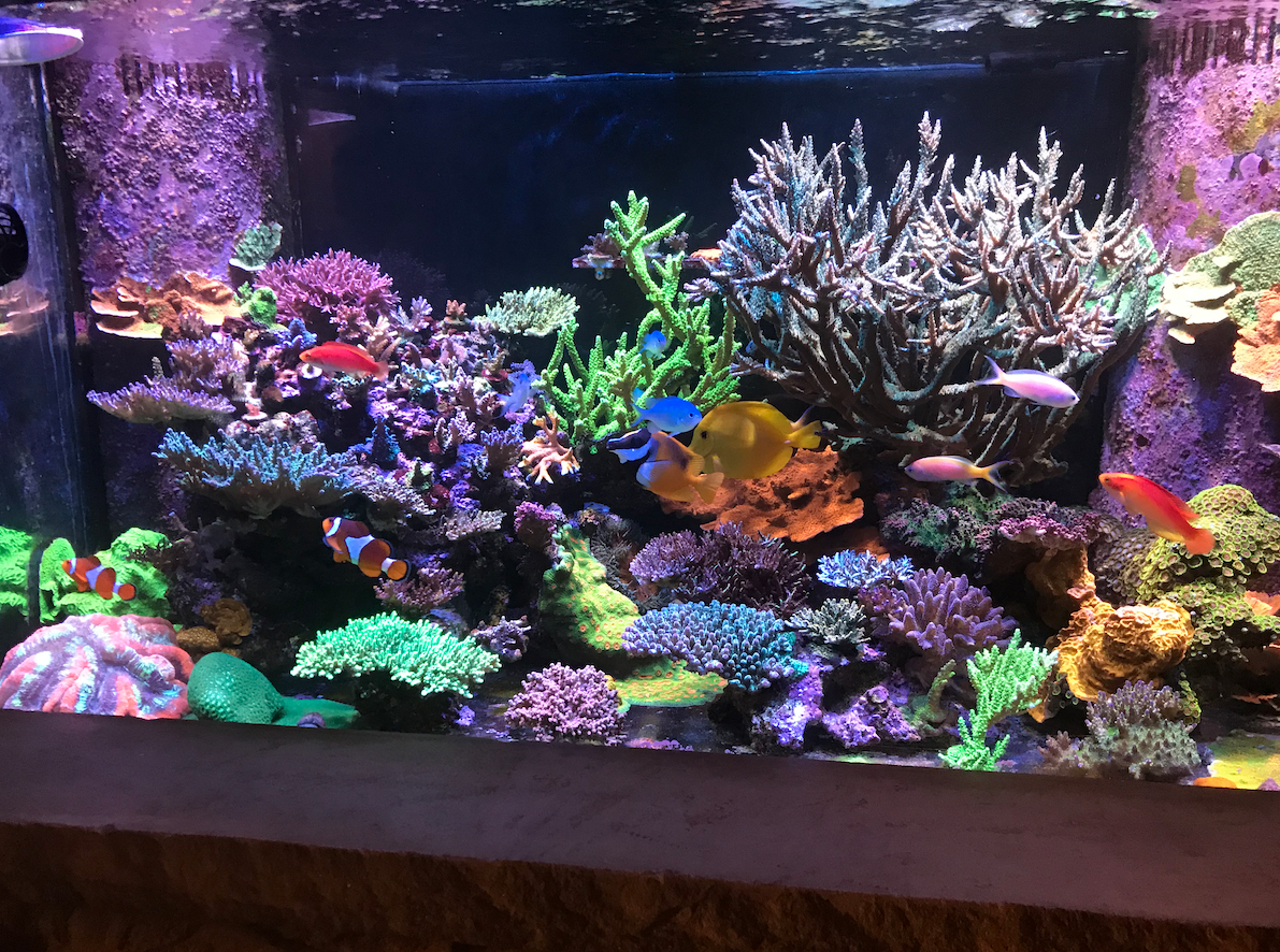 Reverse osmosis for aquariums: Do you need it?