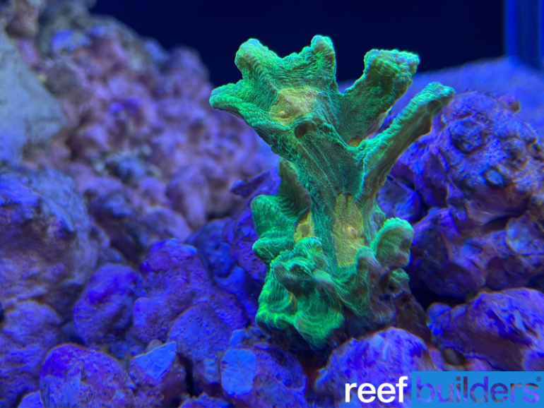 Easy corals The Space Invader Pectinia Reef Builders The Reef and