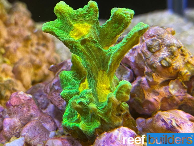Easy corals The Space Invader Pectinia Reef Builders The Reef and