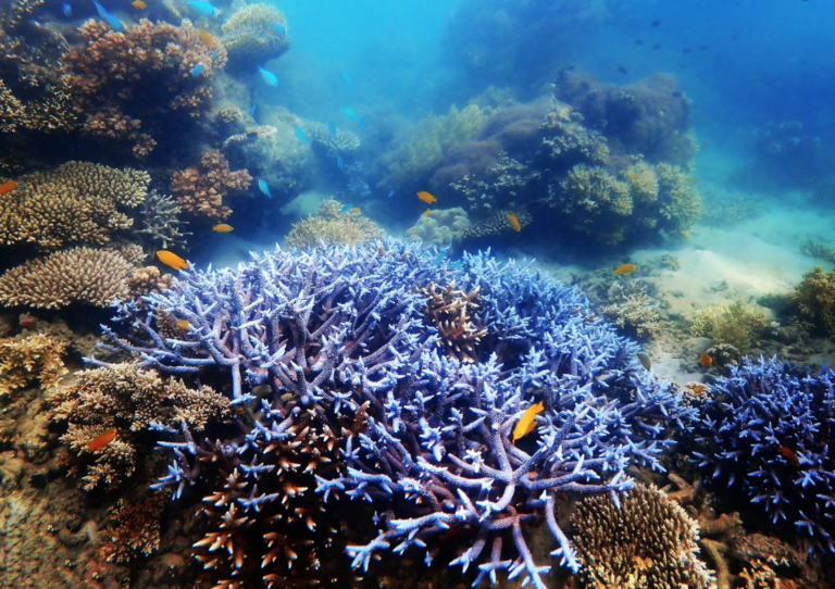 Outplanting Coral Fragments May Be A Big Expensive Waste Of Time ...