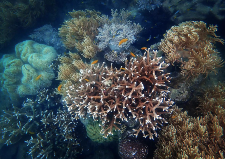 Outplanting Coral Fragments May Be A Big Expensive Waste Of Time ...