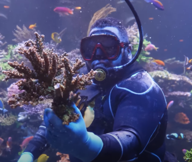 Reef Builders | The Reef And Saltwater Aquarium Blog