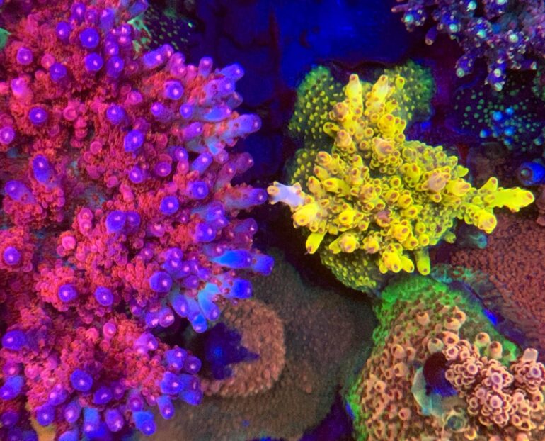 The Basics of Minor Trace Elements in Reef Aquariums Reef Builders