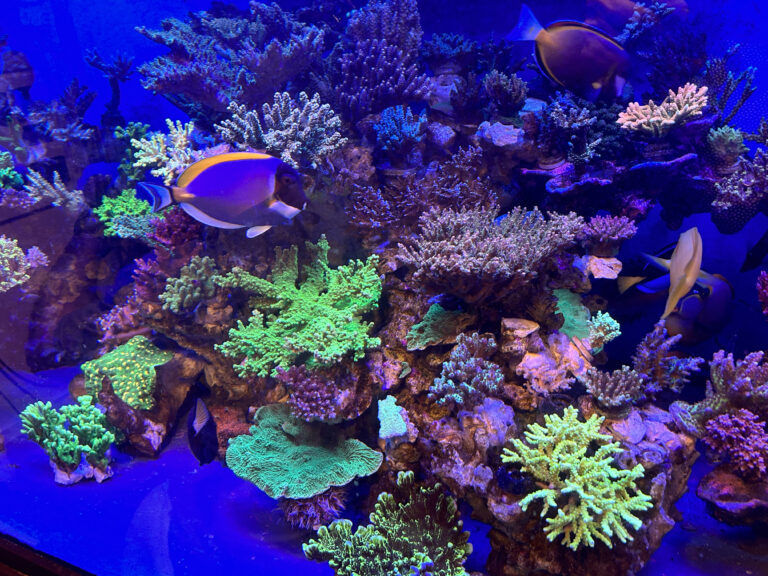 The Importance Of Calcium Alkalinity And Magnesium In A Reef Tank Reef Builders The Reef